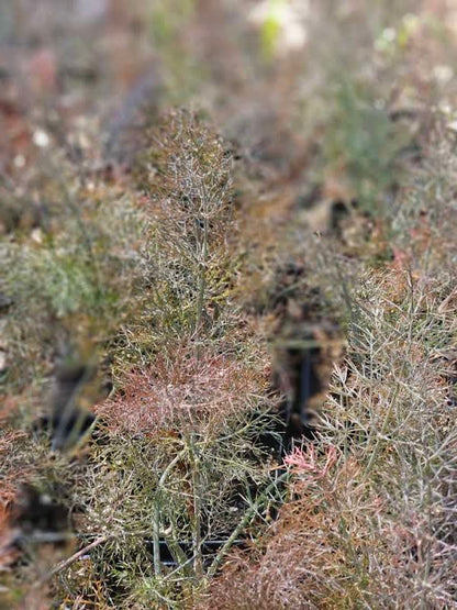 Foeniculum vulgare 'Purpureum'