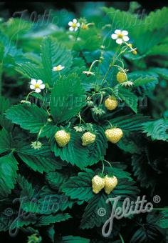 Fragaria vesca var. semperflorens &