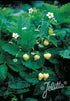 Fragaria vesca var. semperflorens &