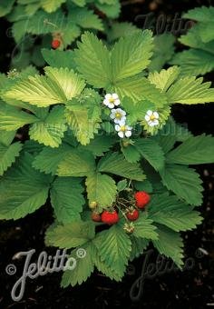 Fragaria vesca var. semperflorens &