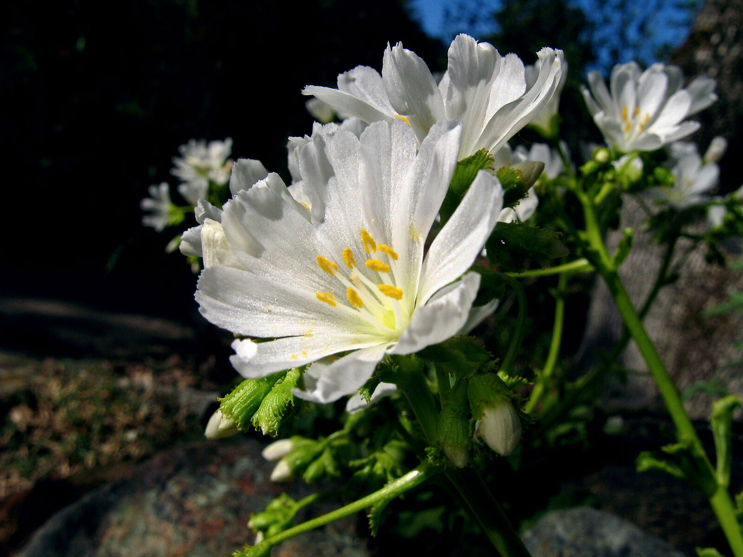 Lewisia cotyledon (cliff maids) white flowers