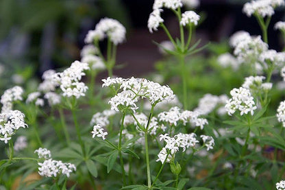 Galium odoratum