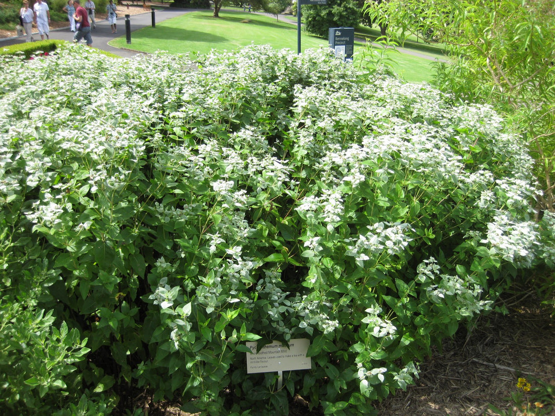 Pycnanthemum muticum  (clustered mountain mint) in bloom