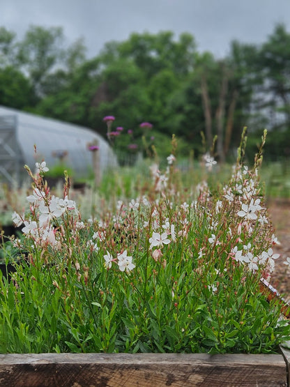 Gaura lindheimeri 'Summer Breeze'