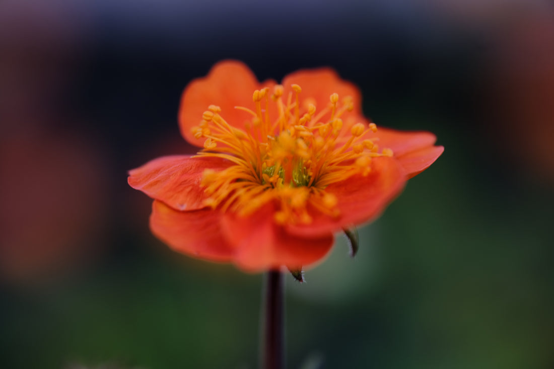 Geum coccineum &