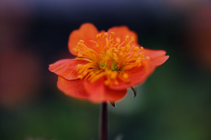 Geum coccineum &