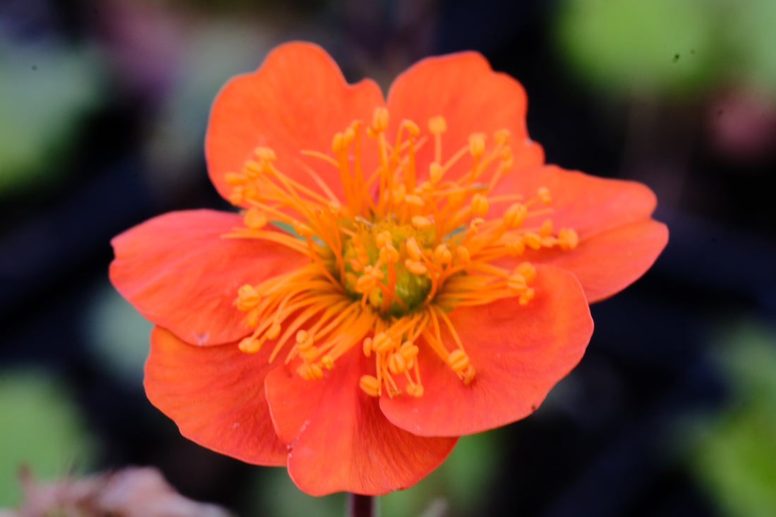 Geum coccineum &