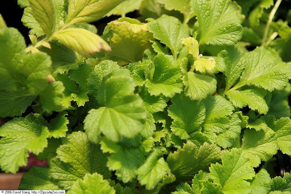 Geum chiloense &