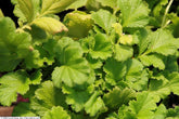 Geum chiloense &