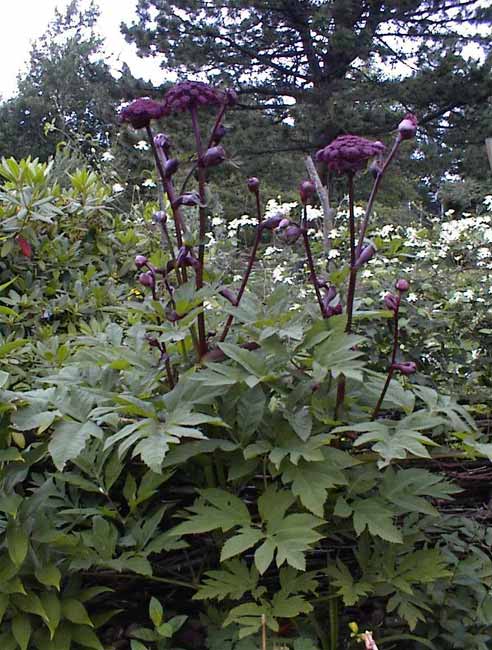 Angelica gigas | giant angelica