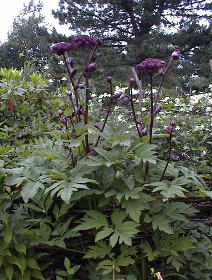 Angelica gigas | giant angelica