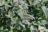 Mentha longifolia Buddleia Mint Group | Horse Mint