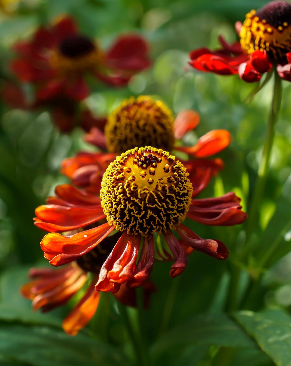 Helenium autumnale 'Helena Red Shades' – The Old Dairy Nursery & Gardens