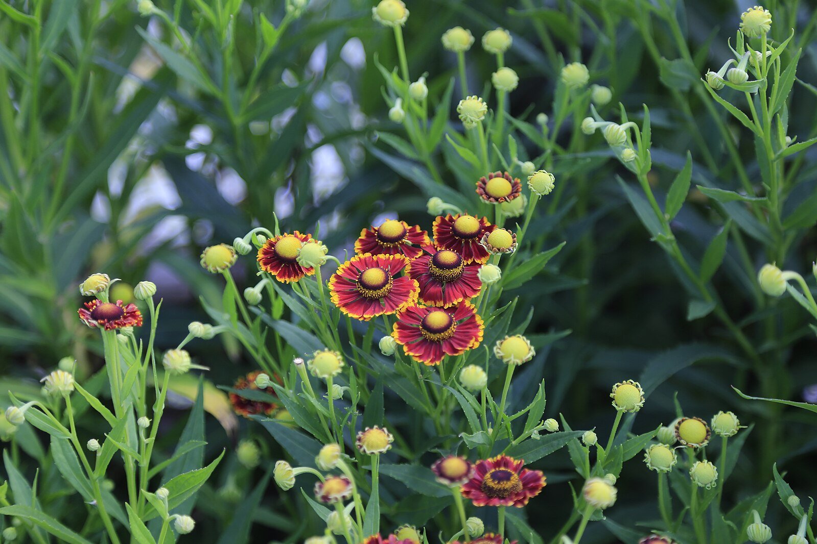 Helenium autumnale 'Helena Red Shades' – The Old Dairy Nursery & Gardens