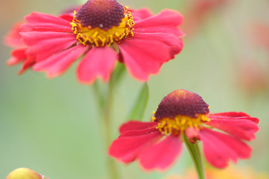 Helenium autumnale 'Helena Red Shades' (sneezeweed) – The Old Dairy ...