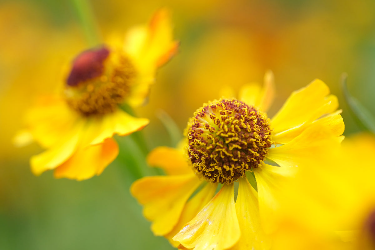 Helenium Autumn Helenium autumnale | sneezeweed – The Old Dairy Nursery & Gardens