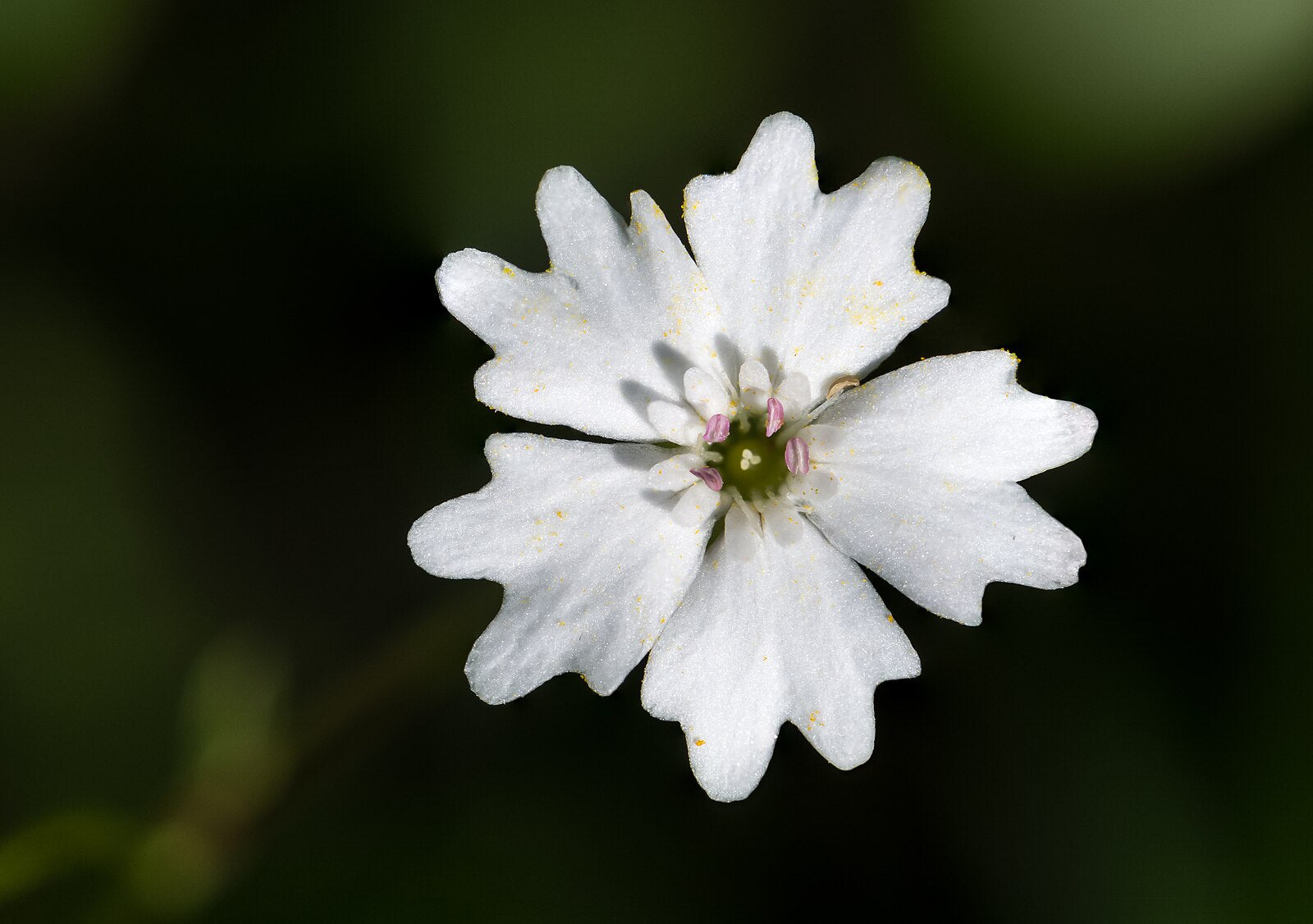 Alpine Catchfly Silene alpestris | Alpine catchfly – The Old Dairy Nursery & Gardens