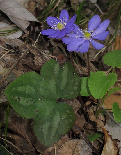 Anemone americana | Round-lobed Hepatica