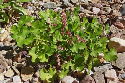 Heuchera pulchella