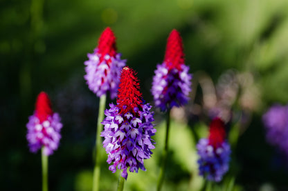 Primula vialii | orchid primrose