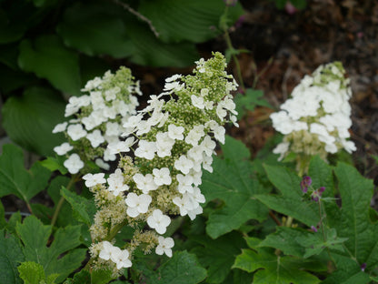 Hydrangea quercifolia 'Ruby Slippers'