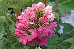 Hydrangea quercifolia 'Ruby Slippers'