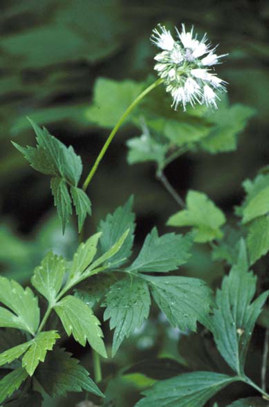 Eastern waterleaf foliage and flowers