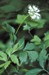 Eastern waterleaf foliage and flowers