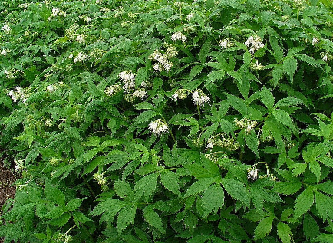 Eastern waterleaf foliage and flowers