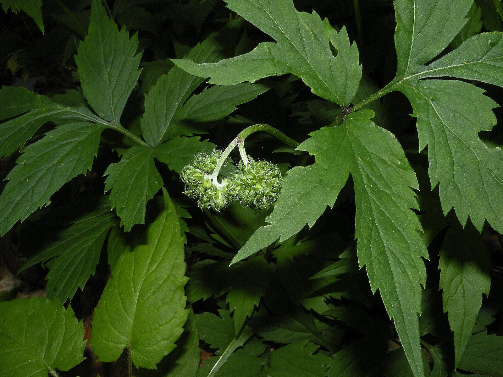 Eastern waterleaf foliage