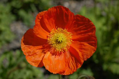 Papaver nudicaule &