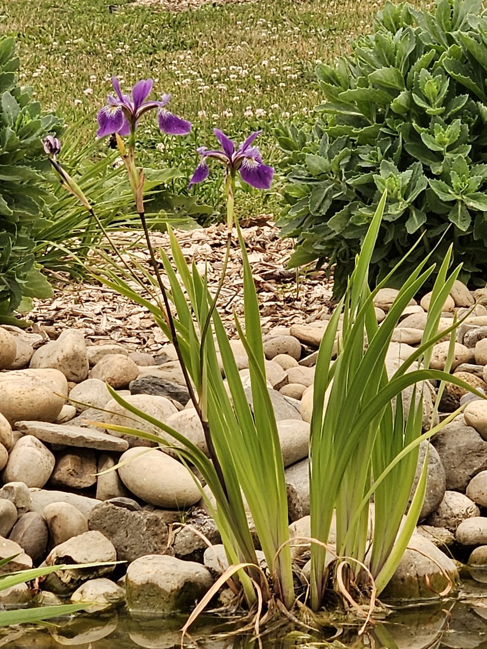 Iris versicolor &