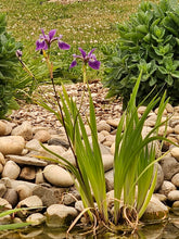 Iris versicolor &