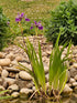 Iris versicolor &