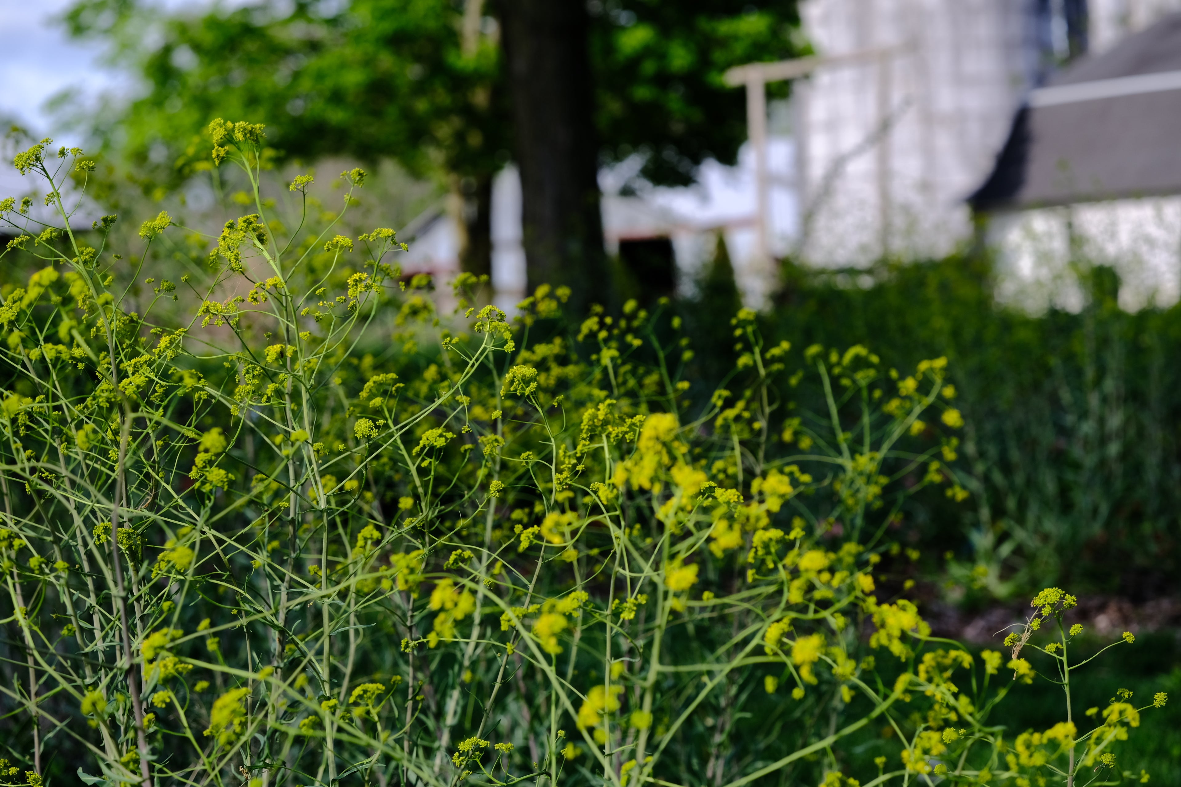 Isatis tinctoria in bloom at The Old Dairy Nursery