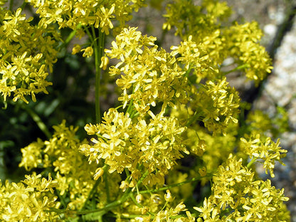 Isatis tinctoria