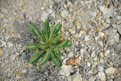 Isatis tinctoria