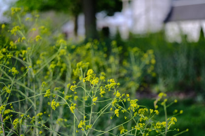 Isatis tinctoria | dyer&