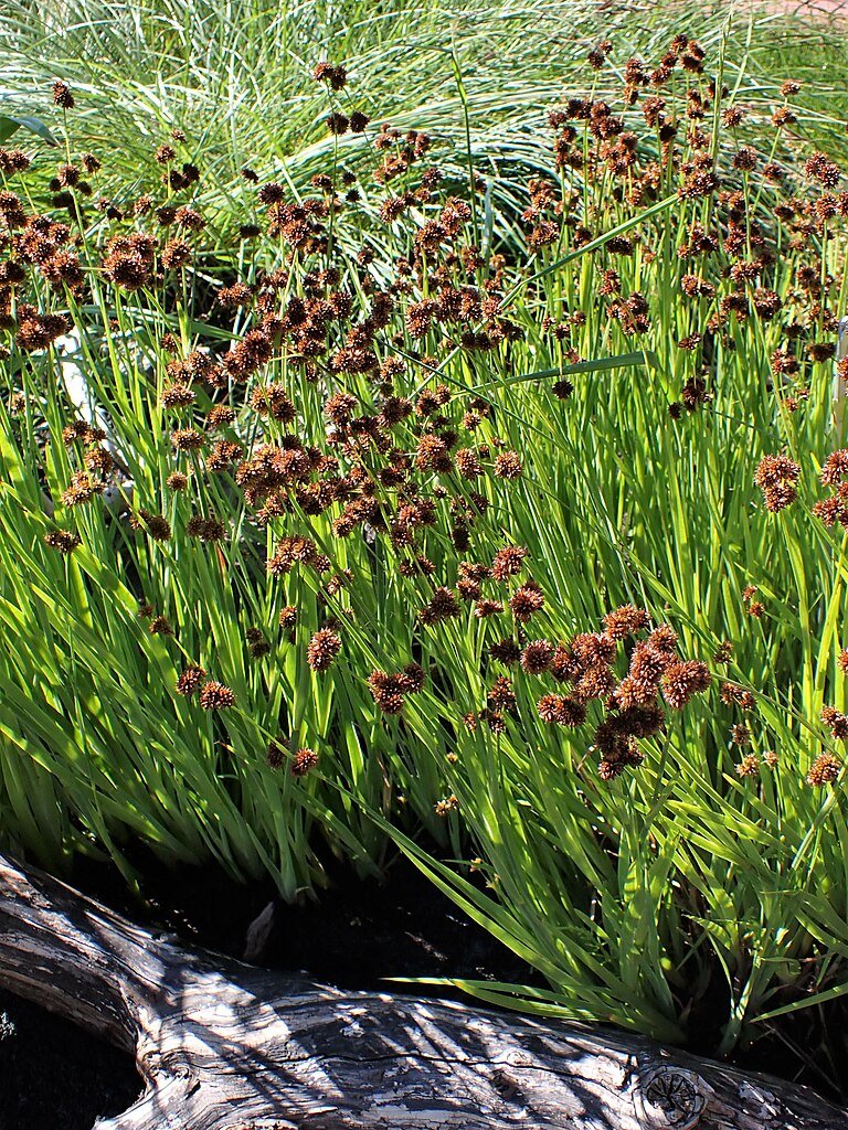 Juncus ensifolius (swordleaf rush) – The Old Dairy Nursery & Gardens