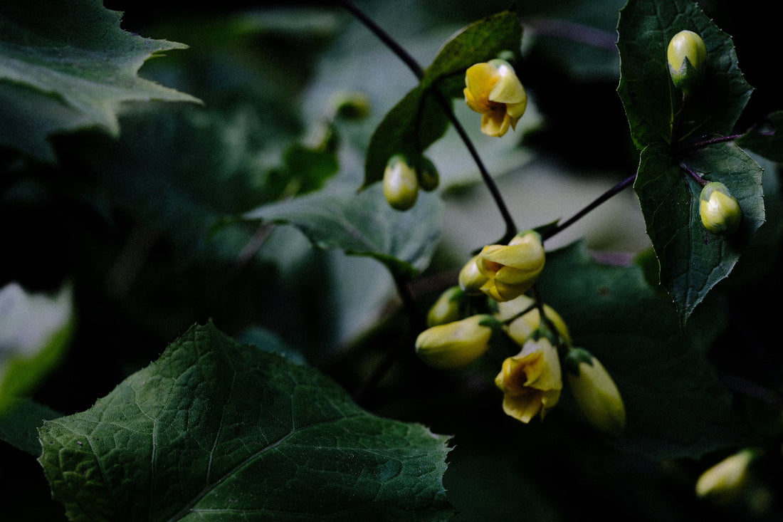 yellow wax bells flowers