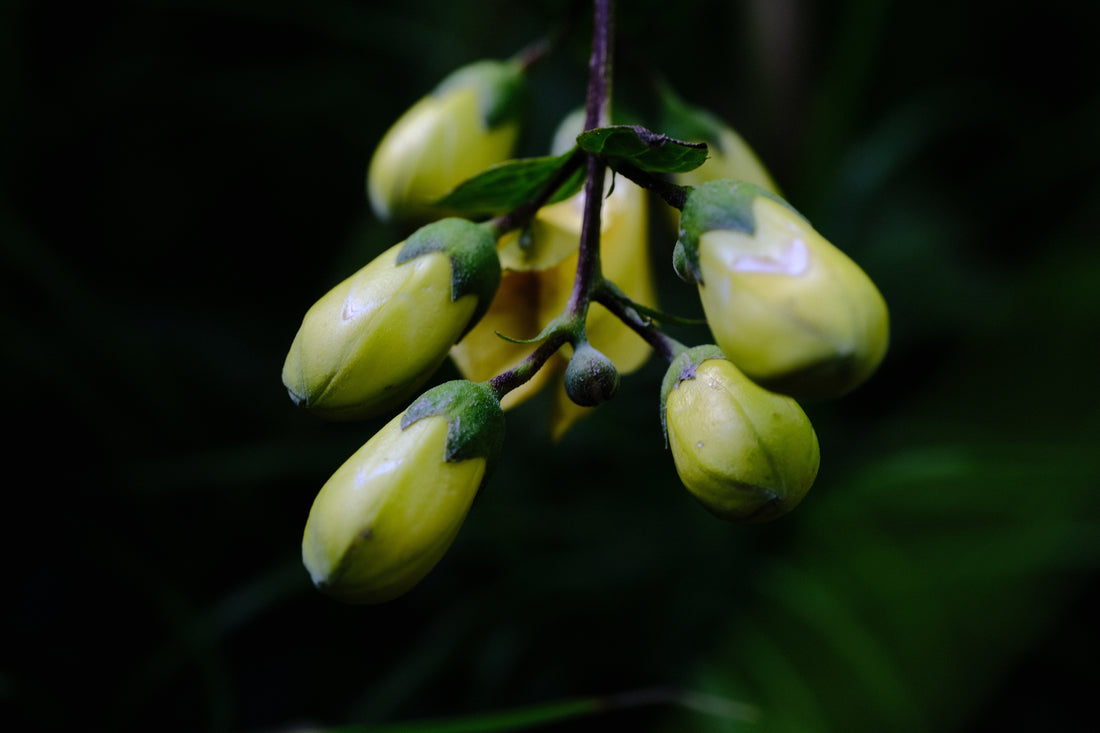 Kirengeshoma palmata in bloom at The Old Dairy Nursery