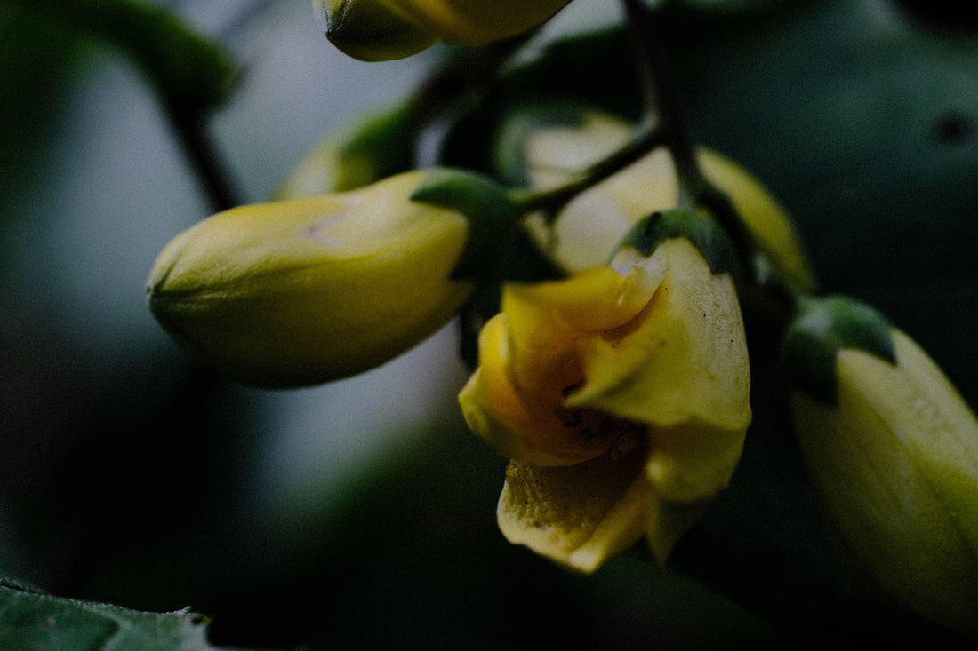 yellow wax bells flowers