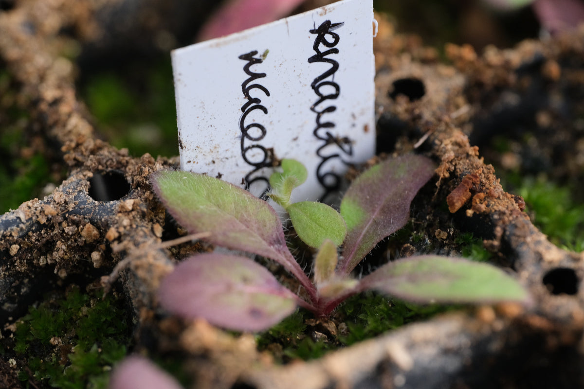 knautia seedling