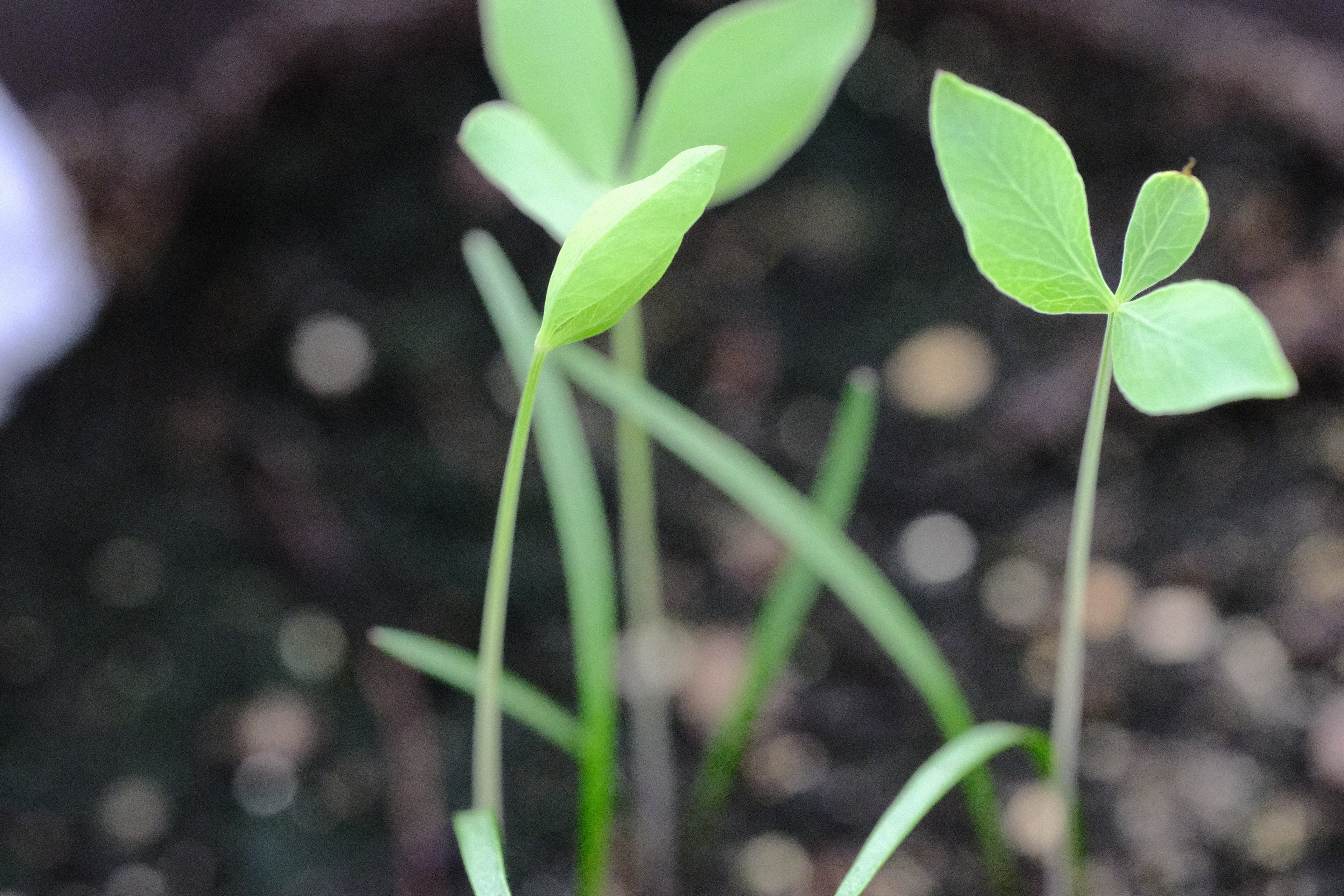 Laserpitium seedling at The Old Dairy Nursery
