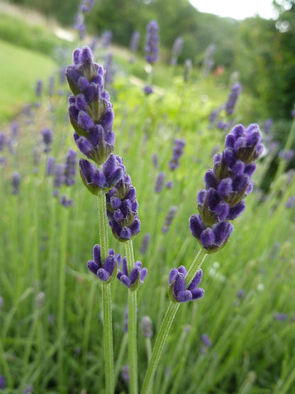 Lavandula angustifolia 'Hidcote Superior'