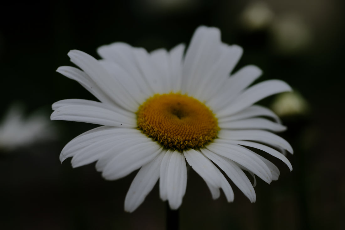 Leucanthemum vulgare &
