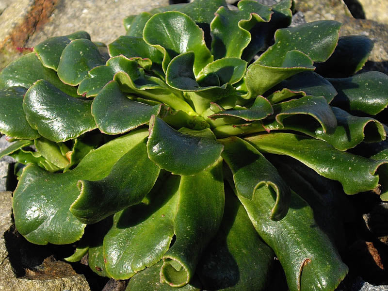 Lewisia cotyledon (cliff maids) foliage rosette