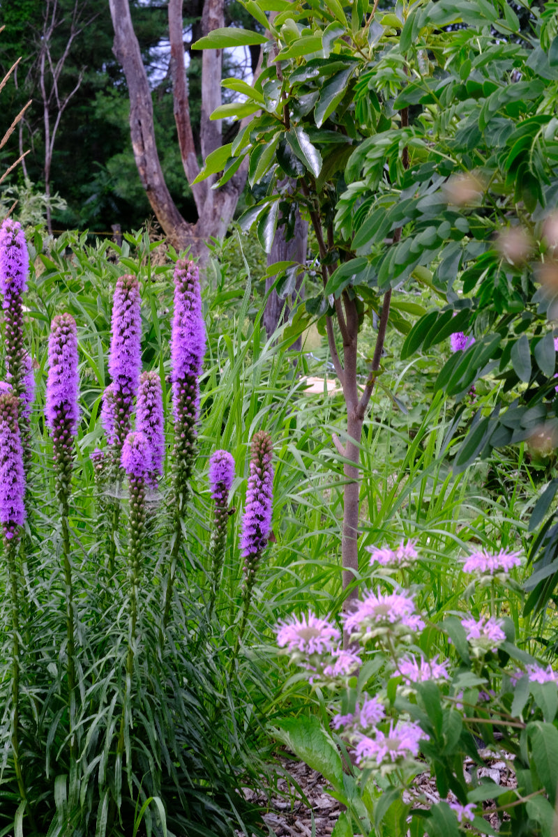 Liatris and monarda in the summer garden at The Old Dairy Nursery