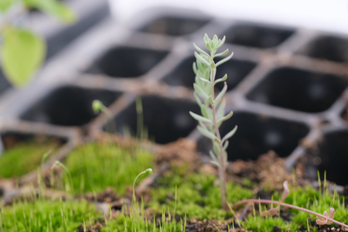 Toadflax seedling