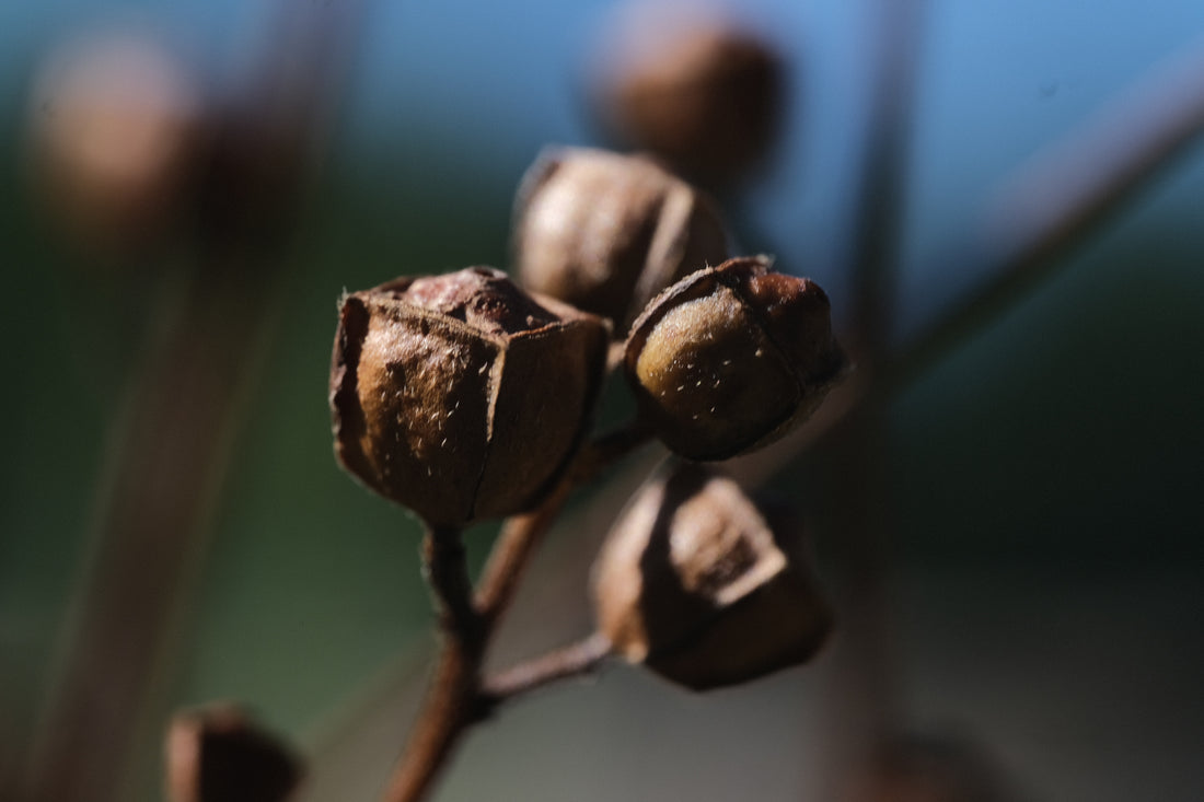 Ludwigia alternifolia seed pods at The Old Dairy Nursery